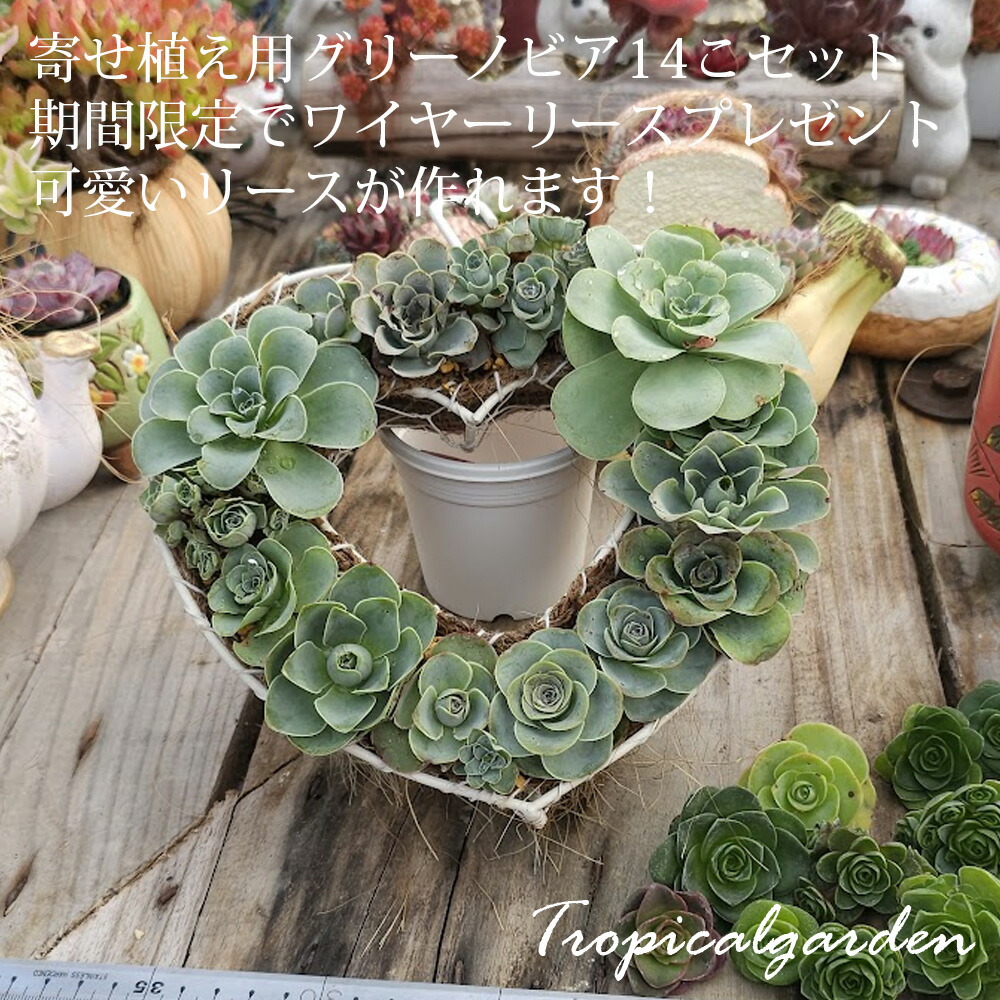 楽天市場】【バレンタインフェア】1.5号ポット苗ランダム10ポット