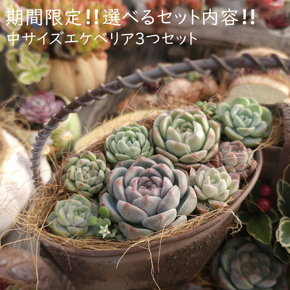 楽天市場】1746 3+1 アイスランディック コフィー エケベリア 多肉植物