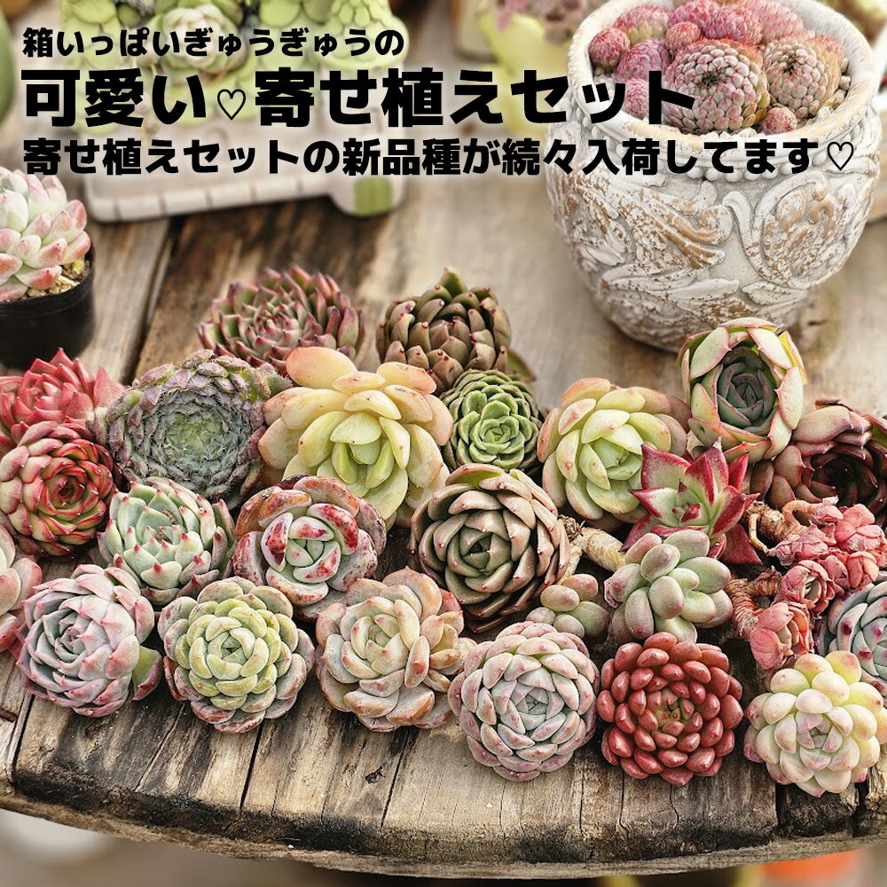 楽天市場】【バレンタインフェア】1.5号ポット苗ランダム10ポット