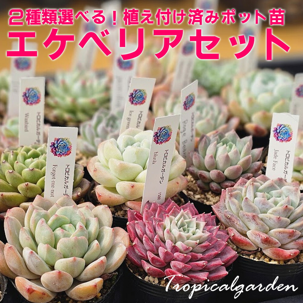 楽天市場】【限定10セット！】多肉植物詰め合わせ☆20種類セット 超