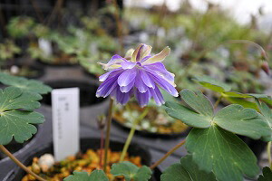【楽天市場】八重咲ミヤマオダマキ（八重咲深山峰苧環）7．5～9cmポット【山野草 花苗 初心者 簡単 日向 ガーデニング 多年草 宿根草