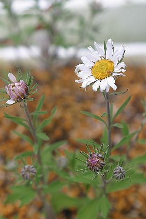 楽天市場 ナカガワノギク 那賀川野菊 ７ ５ ９ｃｍポット 山野草 菊 茶花 つどいの里八ヶ岳山野草園