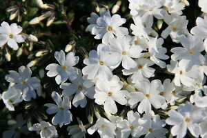 楽天市場 シバザクラ 芝桜 白 モンブラン ９ｃｍ 山野草 グランドカバー つどいの里八ヶ岳山野草園