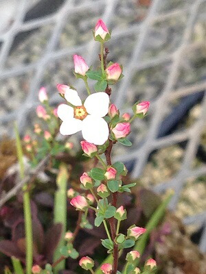 楽天市場 ピンク ユキヤナギ 雪柳 ７ ５ 10 5ｃｍ 山野草 つどいの里八ヶ岳山野草園