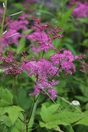 楽天市場 コシジシモツケ 越路下野 ９ｃｍポット 花なし 山野草 つどいの里八ヶ岳山野草園