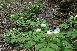 楽天市場 ヤマシャクヤク 山芍薬 種まき５年 １０ ５ １３ ５ｃｍポット 花芽なし 山野草 つどいの里八ヶ岳山野草園