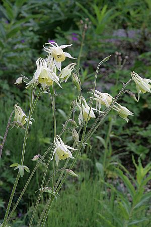 楽天市場】ギンロバイ（銀露梅）7．5cm〜9cmポット【山野草