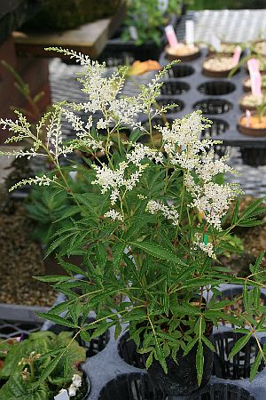 楽天市場 アワモリショウマ 泡盛升麻 ７ ５ ９ｃｍポット 山野草 つどいの里八ヶ岳山野草園