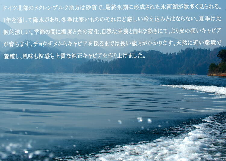 人気NO.1国内独占販売6年熟成純正キャビアシベリアチョウザメの卵caviar【ドイツDH社100年以上歴史あるキャビア専門会社】最高品純正フレッシュサイベリアンキャビア50g