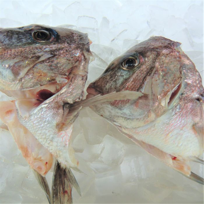 マダイの頭 （10匹分） 冷凍 かぶと煮 塩焼き 鯛めし 酒蒸し 宇和海/日本海産 送料無料 北海道/沖縄/東北は別途送料 宇和海の幸問屋 愛媛百貨店