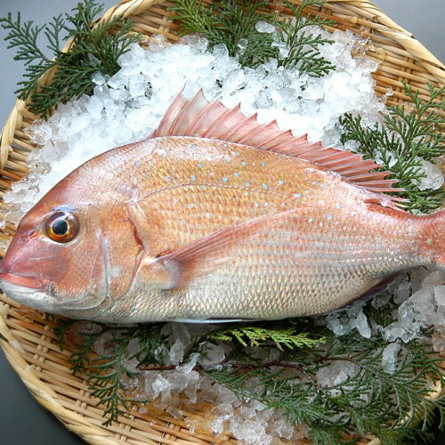 真鯛 マダイ 1.5-2kg 刺身 煮魚 焼魚 干物 送料無料 北海道/沖縄/東北は別途送料 宇和海の幸問屋 愛媛百貨店