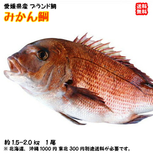 みかん鯛 マダイ （1.8～2.2kg） 愛媛産 ブランド鯛 刺身 煮魚 焼魚 干物 下処理済み 送料無料 北海道/沖縄/東北は別途送料 宇和海の幸問屋 愛媛百貨店