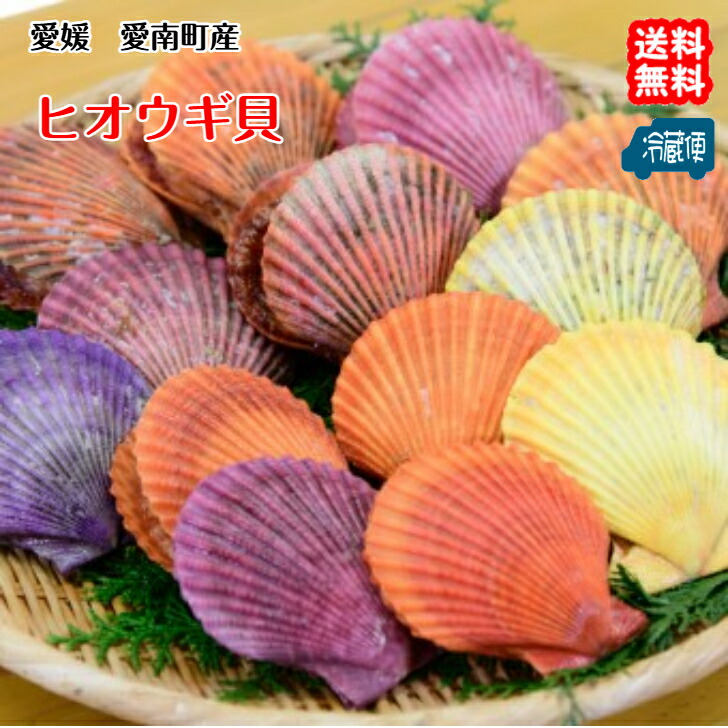 ひおうぎ貝.102.6ミリ 楽天市場】鹿児島産 ひおうぎ貝 10枚 ヒオウギ貝 養殖 檜扇 産地