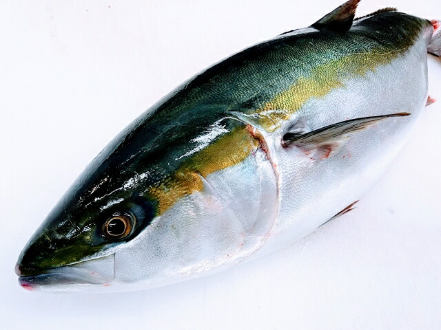 ブリ 鰤 （4-5kg） 活き締め 愛媛 宇和海産 送料無料 北海道/沖縄/東北は別途送料 宇和海の幸問屋 愛媛百貨店