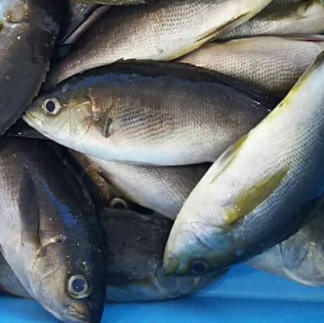 【楽天市場】イサキ (2〜4匹で900〜1000g原体分) 刺身 煮魚 焼魚 送料無料 北海道/沖縄/東北は別途送料 宇和海の幸問屋 愛媛百貨店:宇和海の幸問屋