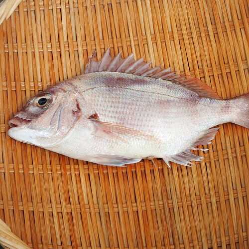 愛媛 マダイ 1 5 2kgサイズ 刺身 煮魚 焼魚 干物 舞台右手掌理済み 送料無料 北綿津見道 沖縄 艮は別途送料 宇和海の清福問屋 Cannes Encheres Com