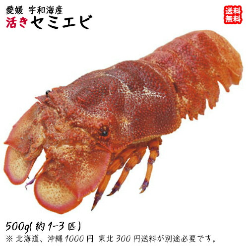 激レア　セミエビ　剥製 楽天市場】セミエビ （1-4尾で0.8-1kg） 天然 期間限定 10/1〜4/30の