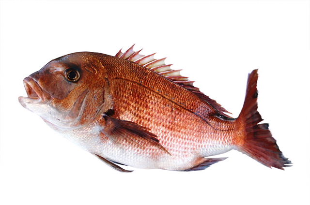 みかん鯛 マダイ 1.8-2.2kgを1匹 愛媛産 ブランド鯛 刺身 煮魚 焼魚 干物 下処理済み 送料無料 北海道/沖縄/東北は別途送料 宇和海の幸問屋 愛媛百貨店
