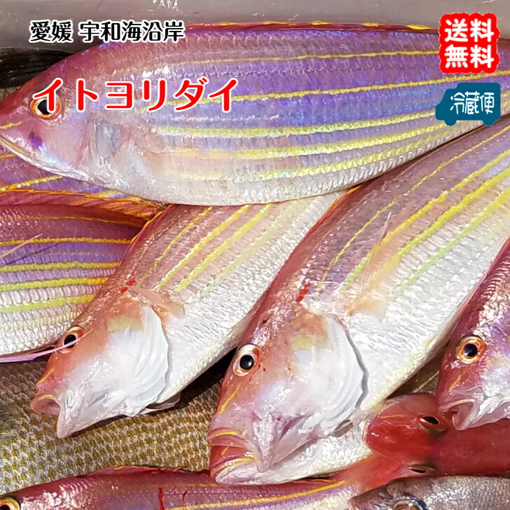 【楽天市場】【 天然イトヨリダイ 】 (1〜3匹で400〜500g)愛媛 宇和海産 鮮魚 いとより鯛 丸ごと1尾 新鮮 白身魚 刺身 塩焼き 煮付け 酒蒸し 送料無料 宇和海の幸問屋 愛媛百貨店:宇和海の幸問屋