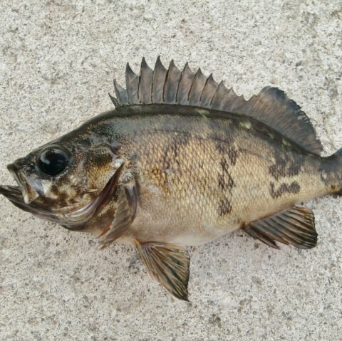 【楽天市場】メバル 目張 （2〜4匹で400〜500g原体分） 刺身 煮魚 焼魚 送料無料 北海道/沖縄/東北は別途送料 宇和海の幸問屋 愛媛百貨店：宇和海の幸問屋