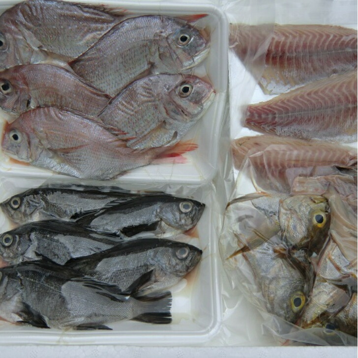 楽天市場】漁師におまかせ 旬鮮魚セット （大） 黒潮鮮魚 刺身 煮魚 焼魚 送料無料 北海道/沖縄/東北は別途送料 宇和海の幸問屋 愛媛百貨店 :  宇和海の幸問屋