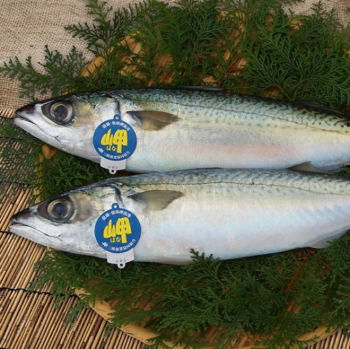 サバ ( 2匹 1200～1600ｇ ） 天然一本釣り 刺身/しめさば 浜から直送 送料無料 宇和海の幸問屋 愛媛百貨店