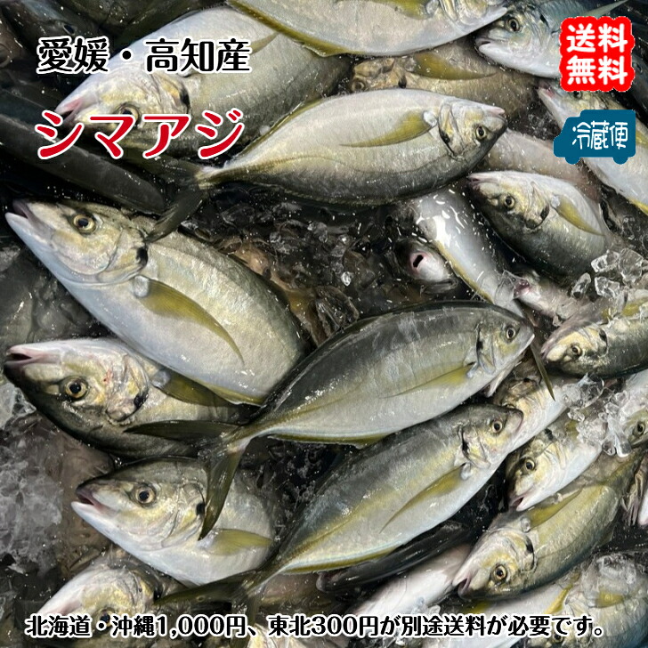 シマアジ （ 1～1.5kg ）刺身 煮魚 焼魚 干物 送料無料 北海道/沖縄/東北は別途送料 宇和海の幸問屋 愛媛百貨店｜宇和海の幸問屋