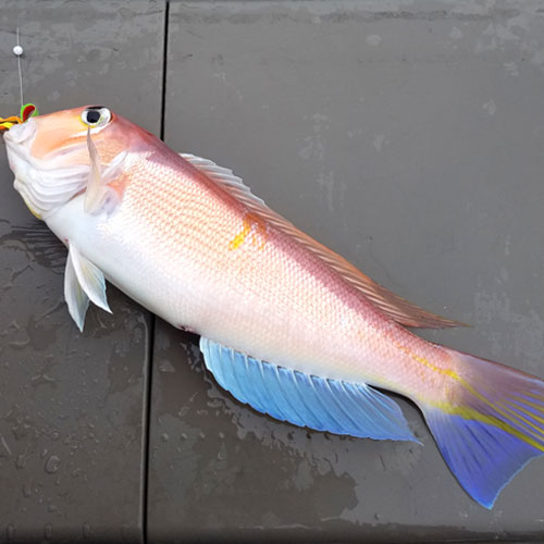 楽天市場 最高級アマダイ 甘鯛 生 超特大サイズ 豊洲直送 超特大約1kg前後 日本海 太平洋産 京都 鳥取 山口 島根他 ぐじ ギフト 鮮魚 刺身 Guji1000 アマダイ１k 冷蔵 Okawari 楽天市場店