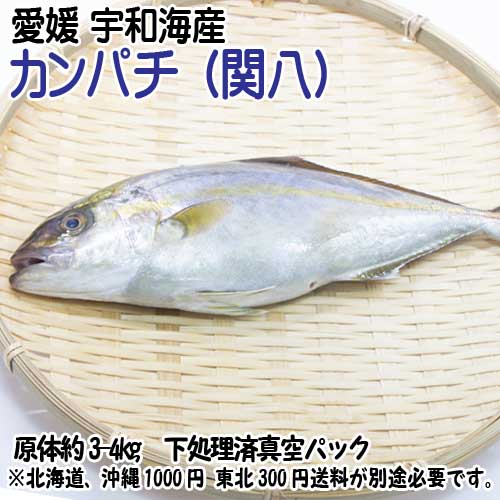 楽天市場 愛媛 カンパチ 3 4kg原体サイズ 刺身 煮魚 焼魚 干物 下処理済み 送料無料 宇和海の幸問屋 宇和海の幸問屋