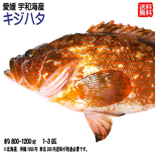 キジハタ （1～3匹で800～1200g） 刺身 煮魚 焼魚 干物 送料無料 宇和海の幸問屋 愛媛百貨店