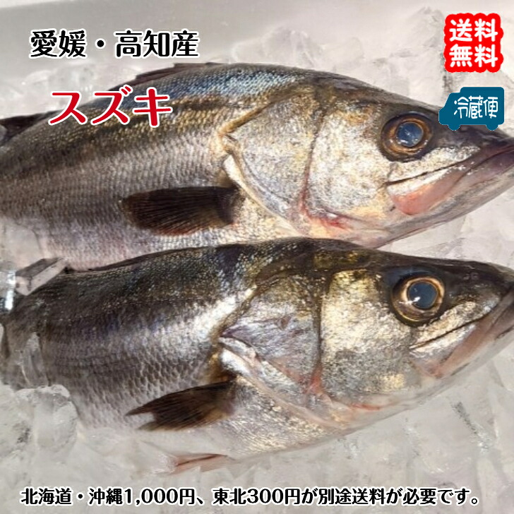 【楽天市場】スズキ 鱸 （1.5〜2kg）刺身 煮魚 焼魚 干物 送料無料 北海道/沖縄/東北は別途送料 宇和海の幸問屋 愛媛百貨店：宇和海の幸問屋