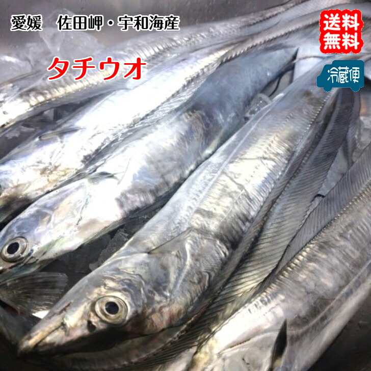 【楽天市場】タチウオ 太刀魚 (中4〜7匹で1800〜2000g)天然一本釣り 愛媛 浜から直送 送料無料 北海道/沖縄/東北は別途送料 宇和海の幸問屋 愛媛百貨店:宇和海の幸問屋