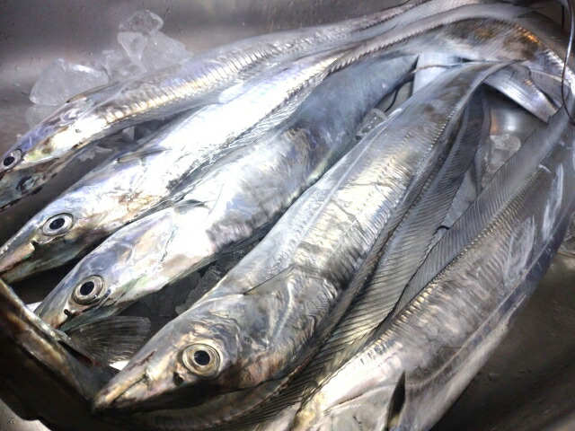 タチウオ 太刀魚 （中4～7匹で1800～2000g）天然一本釣り 愛媛 浜から直送 送料無料 北海道/沖縄/東北は別途送料 宇和海の幸問屋 愛媛百貨店