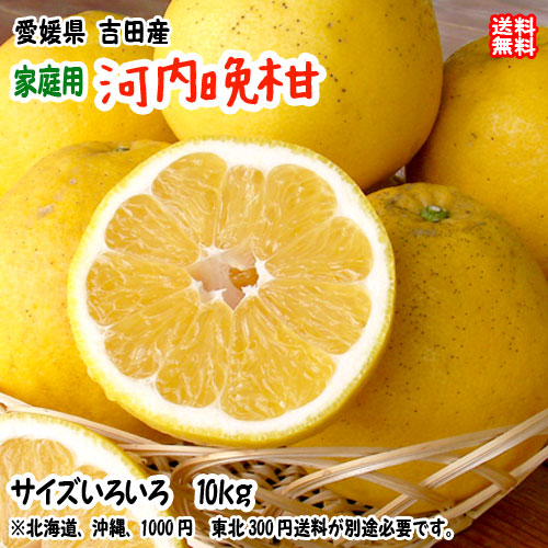 河内晩柑 かわちばんかん （家庭用 10kg） サイズ不揃い 愛媛 宇和島 吉田産 爽やかジューシーな夏の柑橘 農地直送 送料無料 宇和海の幸問屋 愛媛百貨店