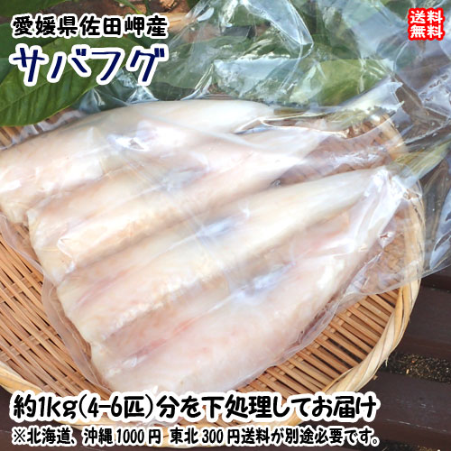 【楽天市場】サバフグ 身欠き 冷凍 （4〜6匹で900~1000g） 愛媛 佐田岬産 お手軽下処理済み 送料無料 北海道/沖縄/東北は別途送料 宇和海の幸問屋 愛媛百貨店：宇和海の幸問屋