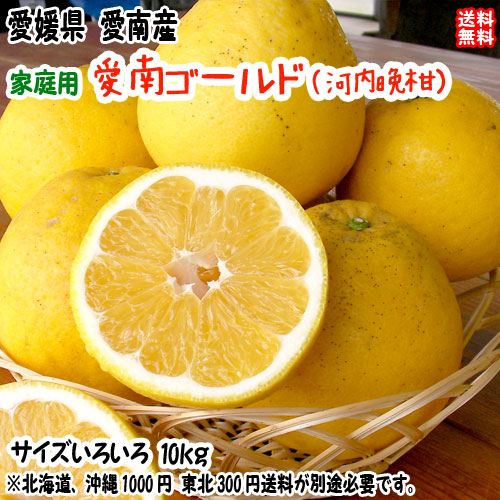 愛南ゴールド 河内晩柑 （家庭用 10kg） サイズ不揃い 愛媛 愛南町産 爽やかジューシーな夏の柑橘 ブランドの品質 送料無料 宇和海の幸問屋 愛媛百貨店