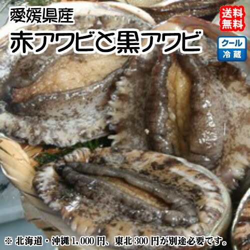 【楽天市場】黒アワビ(2〜4枚で400〜500g)と赤アワビ(2〜4枚で400〜500g) 愛媛 送料無料 北海道/沖縄/東北は別途送料 宇和海の幸問屋 愛媛百貨店:宇和海の幸問屋