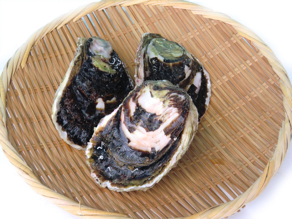 楽天市場】岩牡蠣 養殖（200-300g×10個） 愛媛（期間限定 5月中旬〜8月末） 送料無料 北海道/沖縄/東北は別途送料 宇和海の幸問屋 :  宇和海の幸問屋