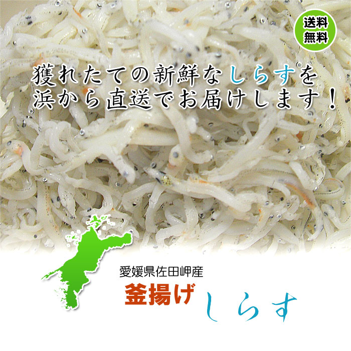 愛媛佐田岬産(釜揚げしらす3kg)250g×12p小分け冷蔵便送料無料北海道、沖縄、東北は別途送料宇和海の幸問屋