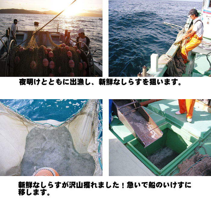 愛媛佐田岬産(釜揚げしらす3kg)250g×12p小分け冷蔵便送料無料北海道、沖縄、東北は別途送料宇和海の幸問屋