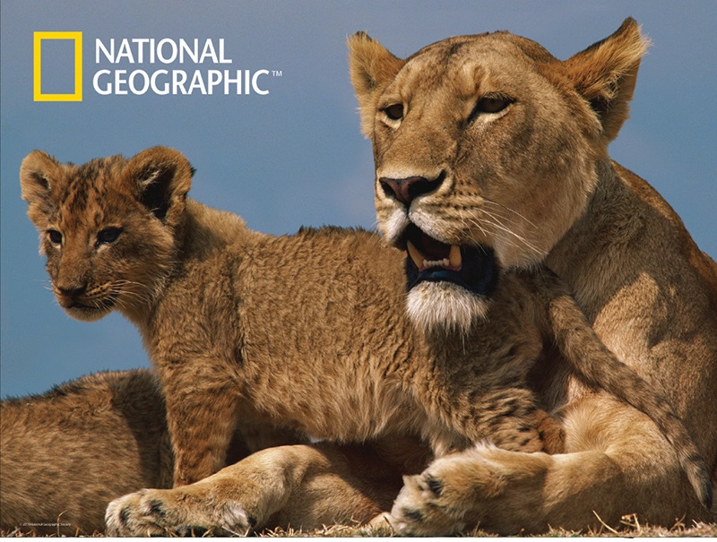 楽天市場 3d ジグソーパズル アフリカライオン 500ピース National Geographic ライオン 動物 かっこいい おうち時間 脳トレ プレゼント 知育玩具 ３d 恐竜 おもちゃのヤマサン