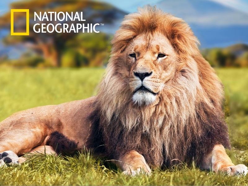 楽天市場 3d ジグソーパズル アフリカライオン 500ピース National Geographic ライオン 動物 かっこいい おうち時間 脳トレ プレゼント 知育玩具 ３d 恐竜 おもちゃのヤマサン