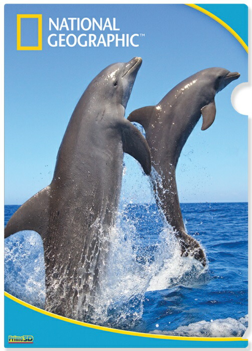 楽天市場】3D クリアホルダー【イルカの喜び】 魚 海 いるか 水族館