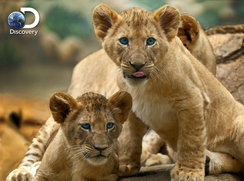 ライオン親子 ライオン親子03 ライオン父＆子ライオン ～完成～ | e-kinoko