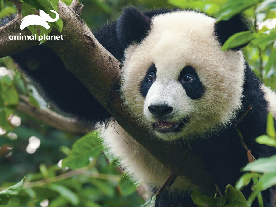 パンダの工房300 山奥暮らしのパンダ on X