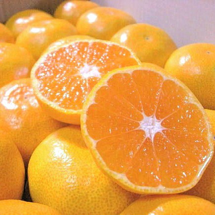 みかんみかん　30個セット 真穴みかん 2kg 2キロ 良品 S M L サイズ まあな s レギュラー