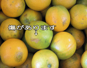 【送料無料】【訳あり】和歌山産≪バレンシアオレンジ≫5kgめずらしい国産オレンジ