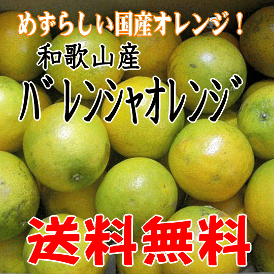 国産バレンシアオレンジ産地直送販売所 爽快カンキツご家庭用