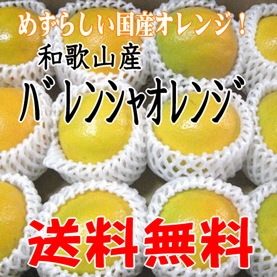 バレンシアオレンジ 2L/3Lサイズ5kg  和歌山産 送料無料 めずらしい国産オレンジ