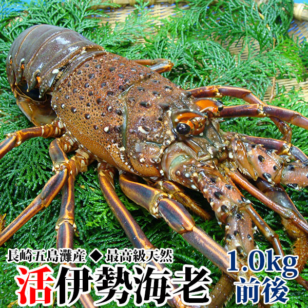 ebi1000.jpg ebi1000.jpg